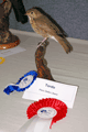 2008tordo